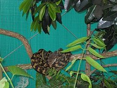 CairnsTC406 Kuranda Koala Gardens